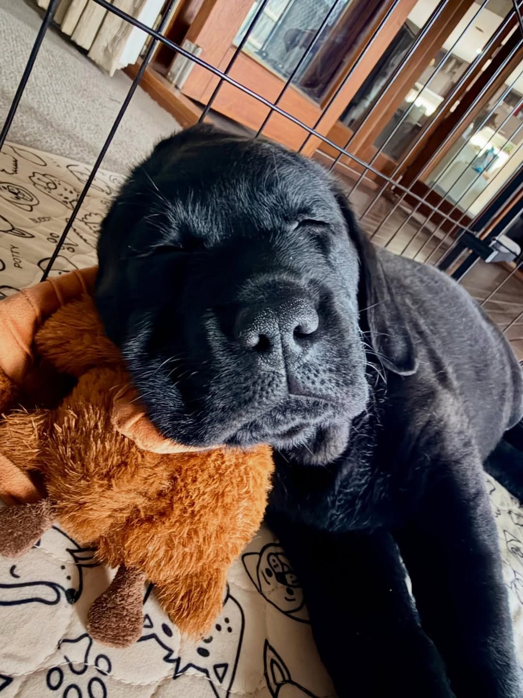 Photo of Labrador Retriever puppy Alice