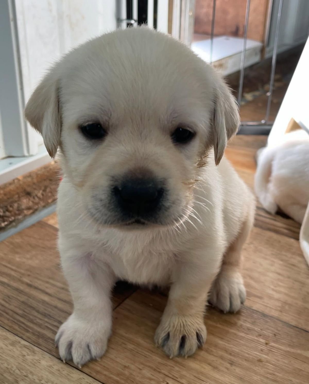 Photo of Labrador Retriever puppy Chana