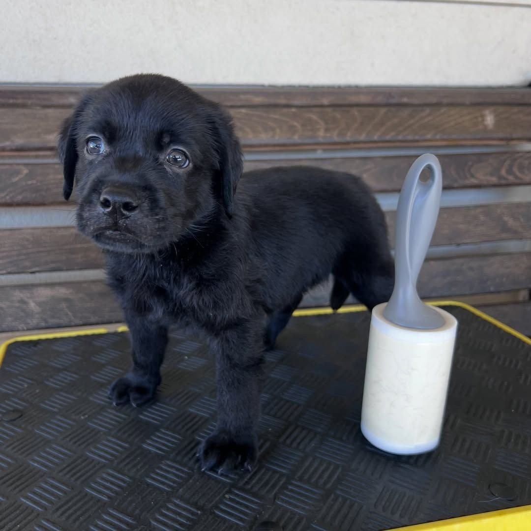 Photo of Labrador Retriever puppy Jack