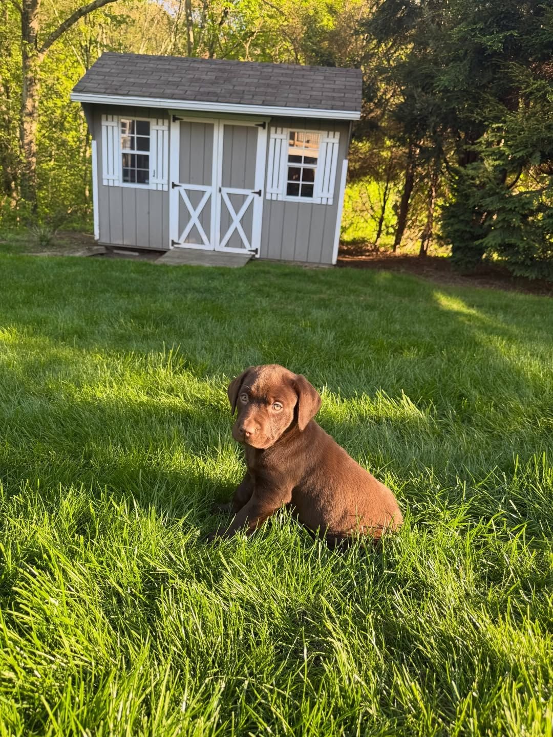 Photo of Labrador Retriever puppy Lili