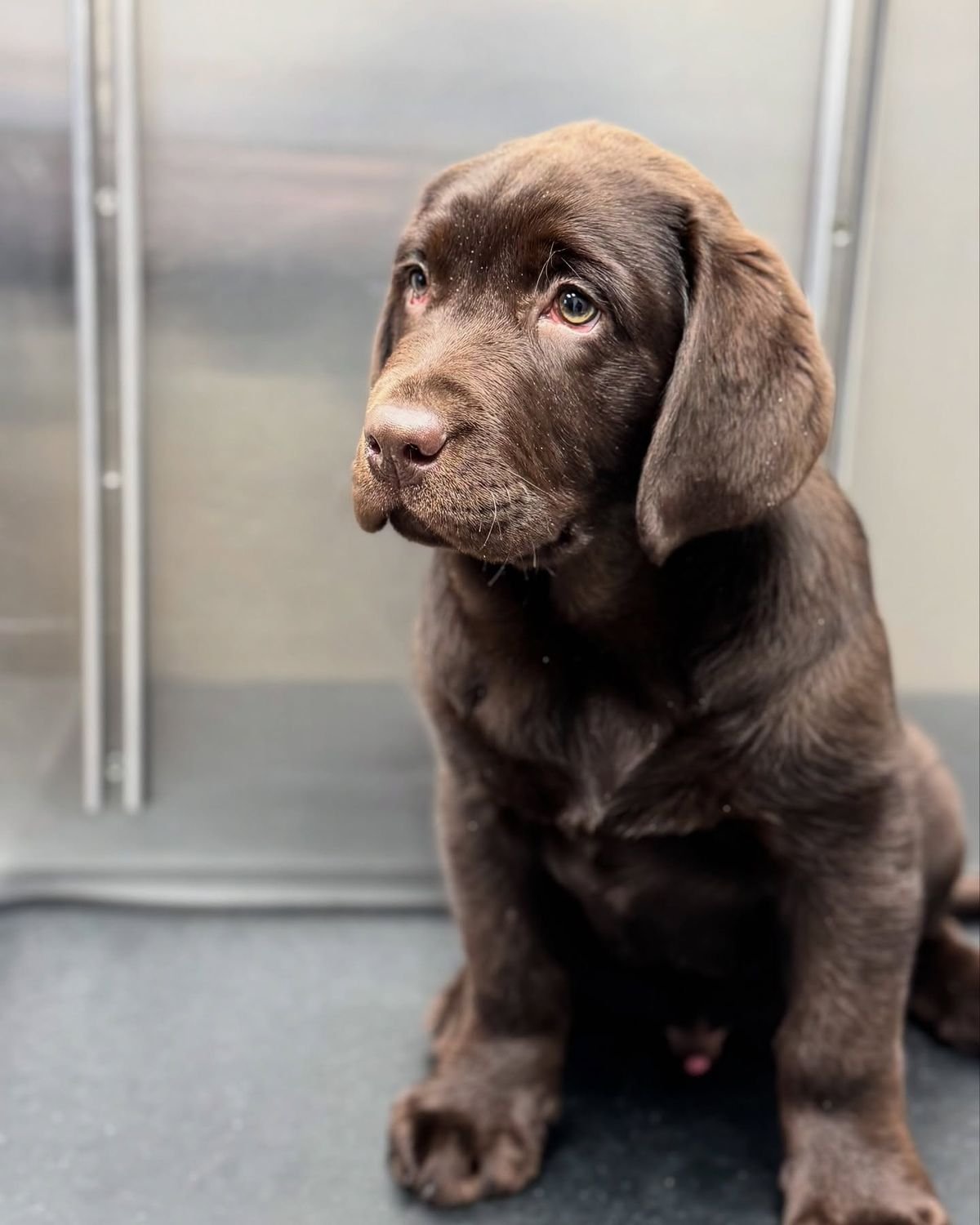Photo of Labrador Retriever puppy Lizy