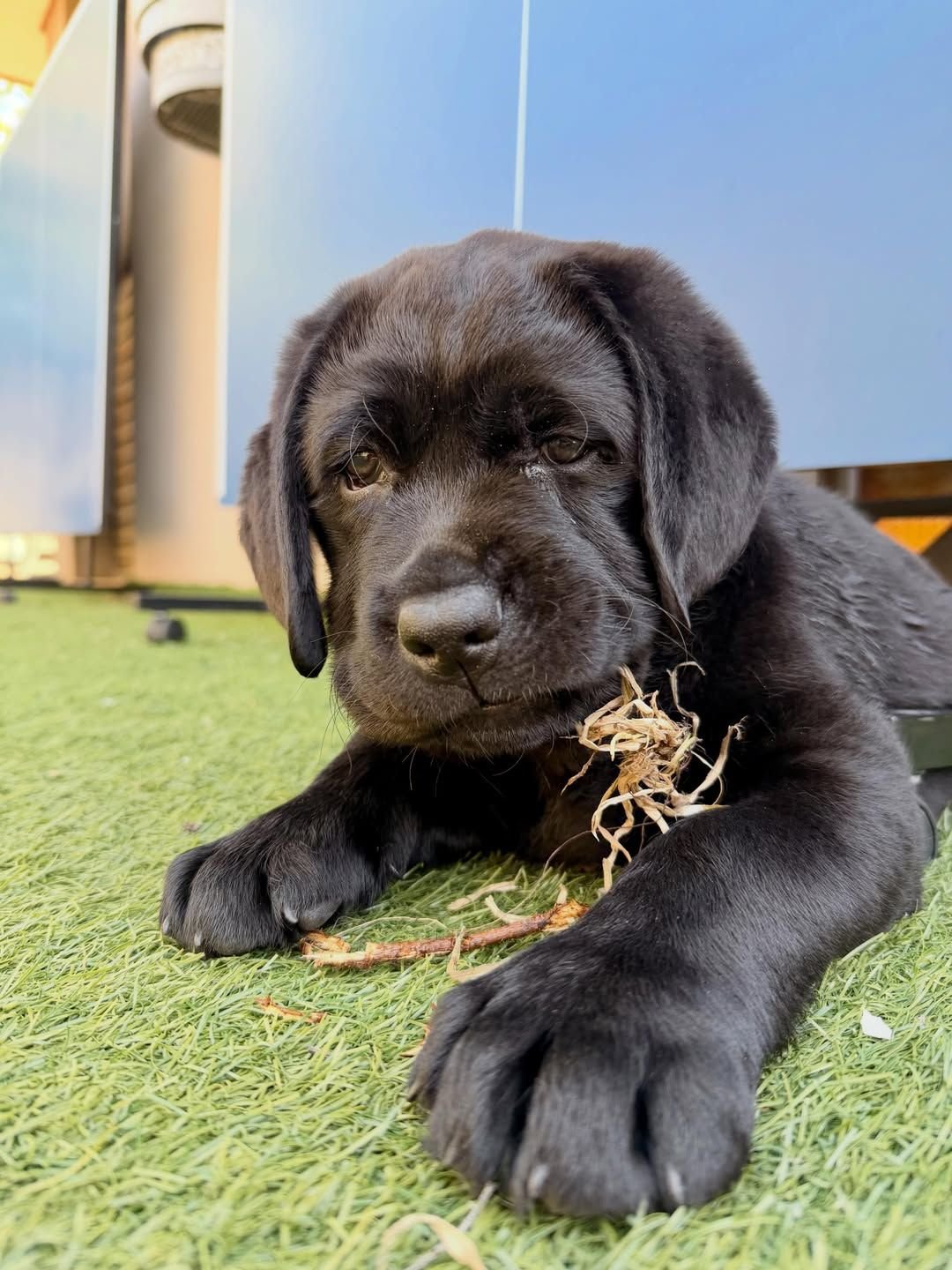 Photo of Labrador Retriever puppy Mado